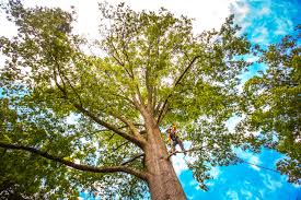  Lawrence, IN Tree Removal Pros