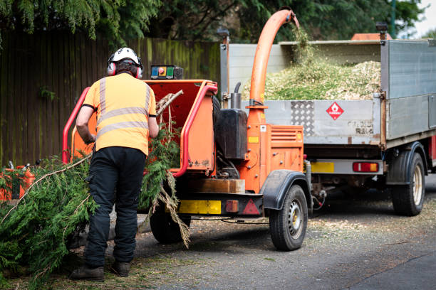 Professional Tree Removal in Lawrence, IN