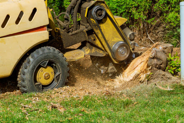 Best Tree Removal  in Lawrence, IN