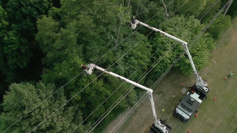 How Our Tree Care Process Works  in  Lawrence, IN