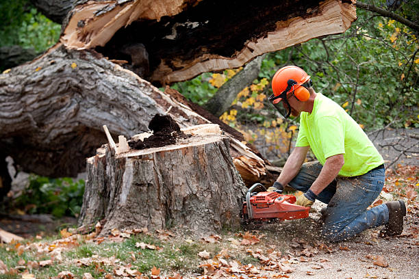 Best Tree Disease Treatment  in Lawrence, IN