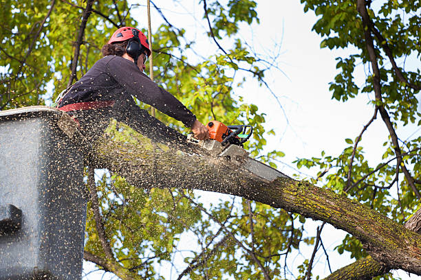 Best Lawn Grading and Leveling  in Lawrence, IN